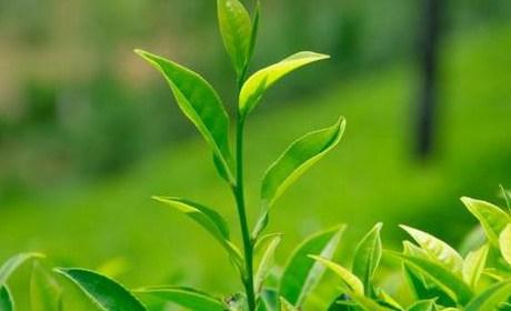大荆哪家制作公司网站：我们都知道我们正在做网站建设是为了更好地推广我们的产品和服务。所以除了这些，网站建设的功能是什么？为什么这么多人建立一个网站？请参阅网站施工功能的完整解析。